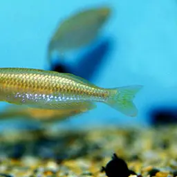 Slender Rainbowfish