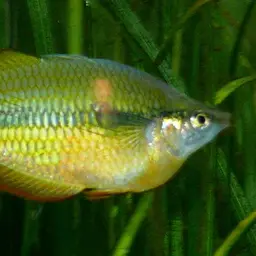 Lake Tebera Rainbowfish