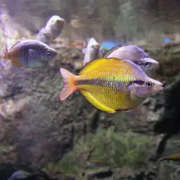 Lake Tebera Rainbowfish, photo 2