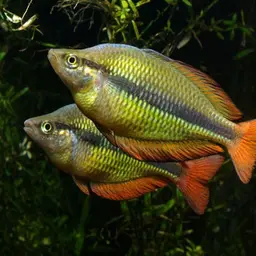 Lake Tebera Rainbowfish, photo 3