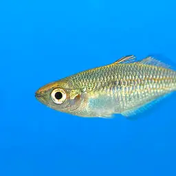 Lake Tebera Rainbowfish, photo 4