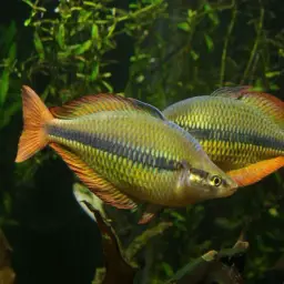 Lake Tebera Rainbowfish, photo 5