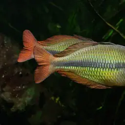 Lake Tebera Rainbowfish, photo 6