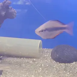 Lake Tebera Rainbowfish, photo 7