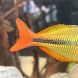 Lake Tebera Rainbowfish, photo 8