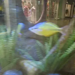 Lake Tebera Rainbowfish, photo 9