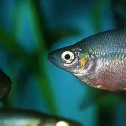 Irian Rainbowfish