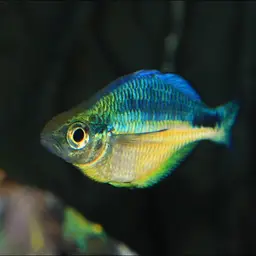 Lake Kutubu Rainbowfish