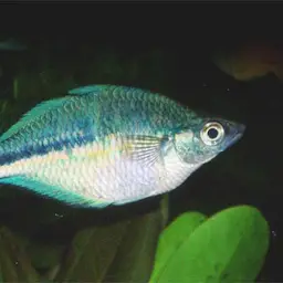 Lake Kutubu Rainbowfish, photo 2