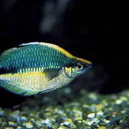 Lake Kutubu Rainbowfish, photo 3
