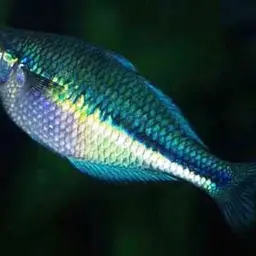 Lake Kutubu Rainbowfish, photo 4
