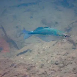 Lake Kutubu Rainbowfish, photo 5