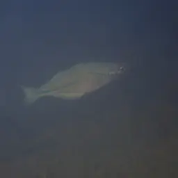 Lake Kutubu Rainbowfish, photo 6