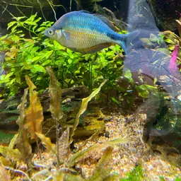 Lake Kutubu Rainbowfish, photo 7