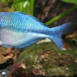 Lake Kutubu Rainbowfish, photo 8