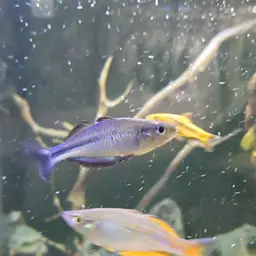 Lake Kutubu Rainbowfish, photo 10
