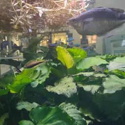 Lake Kutubu Rainbowfish, photo 11