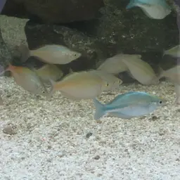 Lake Kutubu Rainbowfish, photo 12