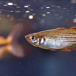 Macculloch's Rainbowfish