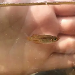 Macculloch's Rainbowfish, photo 2