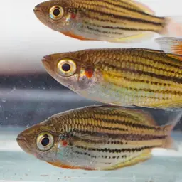 Macculloch's Rainbowfish, photo 4