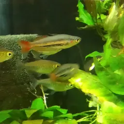 Macculloch's Rainbowfish, photo 5