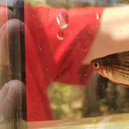 Macculloch's Rainbowfish, photo 6