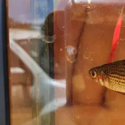 Macculloch's Rainbowfish, photo 7