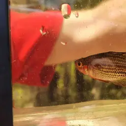Macculloch's Rainbowfish, photo 8