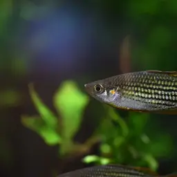 Macculloch's Rainbowfish, photo 9