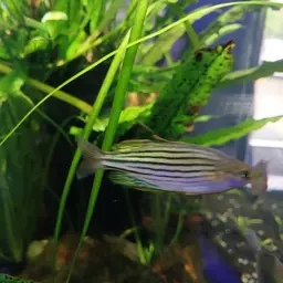 Macculloch's Rainbowfish, photo 10