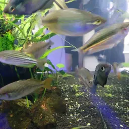 Macculloch's Rainbowfish, photo 11