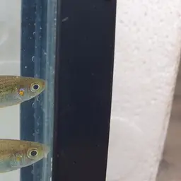 Macculloch's Rainbowfish, photo 12