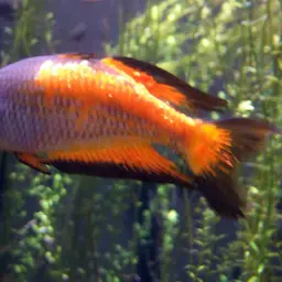 Parkinson's Rainbowfish