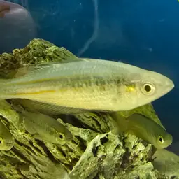 Parkinson's Rainbowfish, photo 2