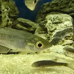 Parkinson's Rainbowfish, photo 3