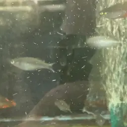 Parkinson's Rainbowfish, photo 4