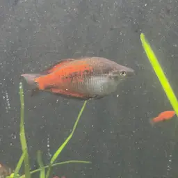 Parkinson's Rainbowfish, photo 5