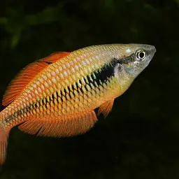 Lake Kurumoi Rainbowfish