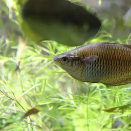 Lake Kurumoi Rainbowfish, photo 2