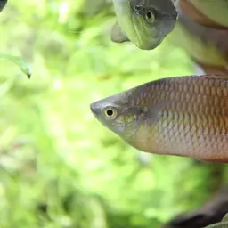 Lake Kurumoi Rainbowfish, photo 3