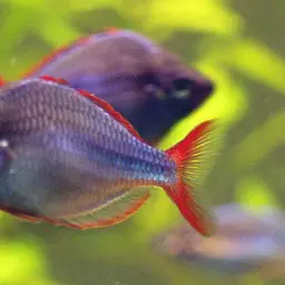 Neon Dwarf Rainbowfish