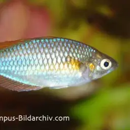 Neon Dwarf Rainbowfish, photo 3