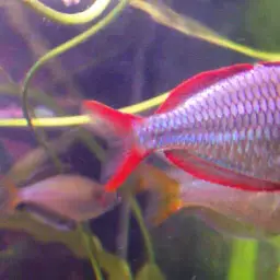 Neon Dwarf Rainbowfish, photo 4