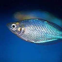 Neon Dwarf Rainbowfish, photo 5