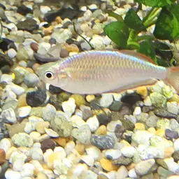 Neon Dwarf Rainbowfish, photo 6