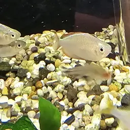 Neon Dwarf Rainbowfish, photo 7
