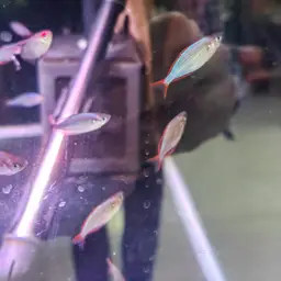 Neon Dwarf Rainbowfish, photo 8