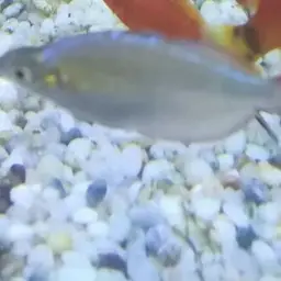 Neon Dwarf Rainbowfish, photo 10