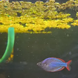 Neon Dwarf Rainbowfish, photo 11